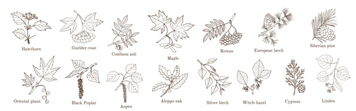 Set of different tree branches