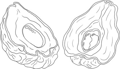 Chayote, Mexican cucumber vector line illustration isolated on white background. Organic healthy nutrient super food vegan ingredient	