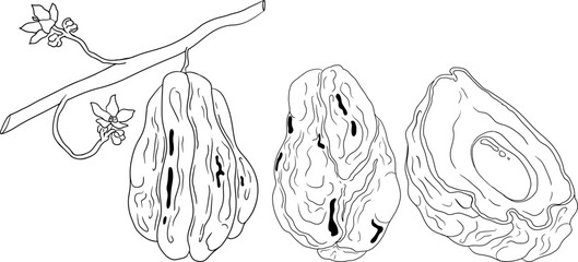 Chayote, Mexican cucumber vector line illustration isolated on white background. Organic healthy nutrient super food vegan ingredient	