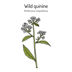 Wild quinine, or American feverfew (Parthenium integrifolium), medicinal plant. Hand drawn vector illustration