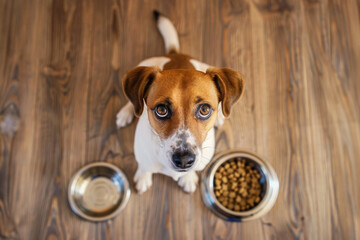Jack Russell terrier siting on the floor between food and water bowl - obrazy, fototapety, plakaty