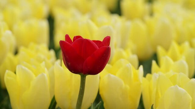A single red tulip flowers and waves in the wind in an yellow tulipfield in the Netherlands.