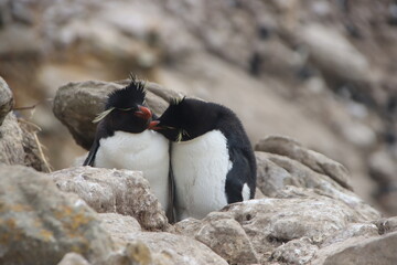 Obraz premium Southern Rockhopper Penguins (Eudyptes chrysocome), New Island, Falkland Islands.
