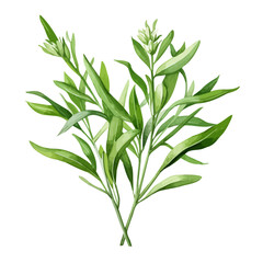 Watercolor Painting of Tarragon (Artemisia dracunculus), isolated on a white background, Drawing clipart, Illustration & Vector.