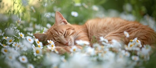 Naklejka na ściany i meble Peaceful cat enjoying a nap in a beautiful field of colorful flowers under the warm sun