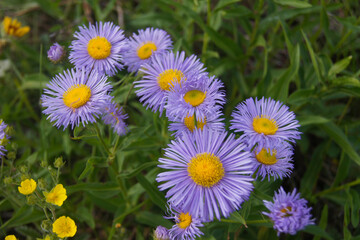 Aster Alpinus, Glacier National Park, Montana, United States