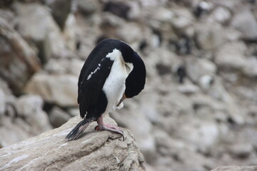 Imperial Shag (Leucocarbo atriceps), aka Imperial Cormorant, New Island, Falkland Islands.