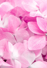 Pink flowers close up. Bouquet of purple flowers. City flower beds, a beautiful and well-groomed garden with flowering bushes.