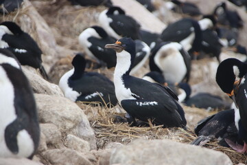 Imperial Shag (Leucocarbo atriceps), aka Imperial Cormorant, New Island, Falkland Islands.