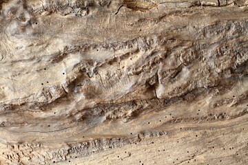Part of very old tree trunk with holes made by woodworm. Light brown wood good for  background in rustic style.