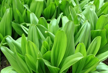 Rosettes of green leaves of the bulbous perennial Colchicum autumnale. Beautiful leaves in summer before dying and making space for liliac flowers.