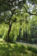Willow on the edge of the Seugne in Jonzac