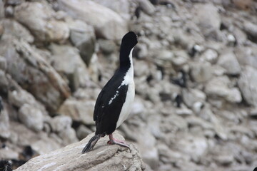 Imperial Shag (Leucocarbo atriceps), aka Imperial Cormorant, New Island, Falkland Islands.