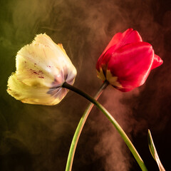 An esoteric atmosphere with a pair of tulips and colored smoke - 746359951