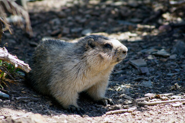 Groundhog, Glacier National Park, Montana, United States