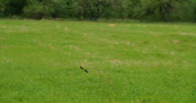 Barn Swallow Or Hirundo Rustica, Also Called Martin. Barn Swallows Gracefully Soars Over Green Meadow. Barn Swallows Flies Opened Wings Over Summer Pasture. Swallows In Search Of Prey.
