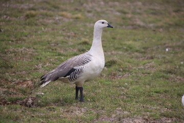Upland Goose (Chloephaga picta leucoptera), New Island, Falkland Islands.