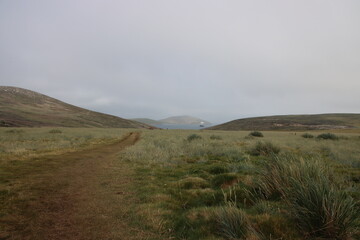 Fototapeta premium Walking track on New Island in the Falkland Islands.