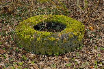 Illegally discarded car tire with dirt and covered in moss