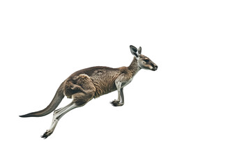 kangaroo jumping on transparent background
