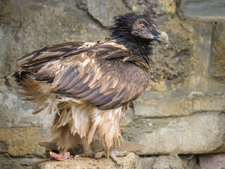 A Bearded Vulture eating on the ground