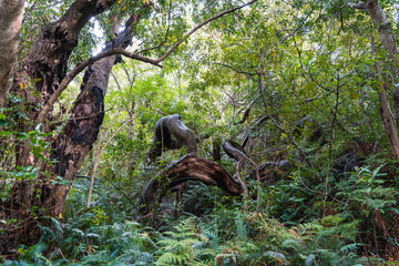 Obraz premium Indigenous Forest, Koggelberg, Western Cape, South Africa