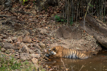 wild large huge male tiger or panthera tigris cooling resting his body in pond water and natural environment on extremely hot day in summer season evening safari bandhavgarh national park forest india - 746366304