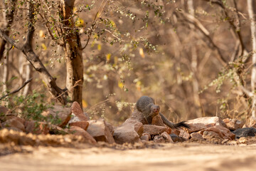 Indian grey mongoose or Herpestes edwardsii closeup or portrait on the rocks or stones with natural eye contact during wildlife safari at ranthambore national park forest rajasthan india asia - 746366387