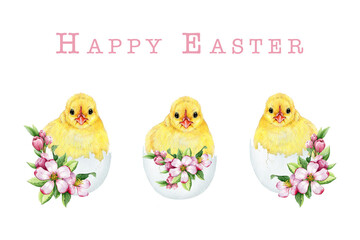 Cute chick in cracked egg shell with spring flower Easter decor set. Watercolor illustration. Hand drawn small chicken hatched from the egg with spring flowers Easter collection. White background