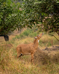 wild female nilgai or blue bull or Boselaphus tragocamelus largest asian antelope of asia feeding or eating leaves directly from tree in forest safari at ranthambore national park tiger reserve india - 746367742