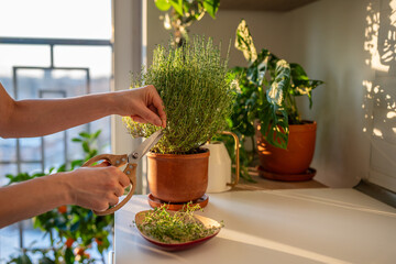 Bush of thyme growing in ceramic pot. Aromatic natural ingredient for tea, culinary fresh raw spice...