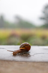 Gastropods with an external spotted brown black shell. Snail crawls along a rough surface. Animal background. Malacology, zoology, study of soft-bodied or molluscs. Close up. 
