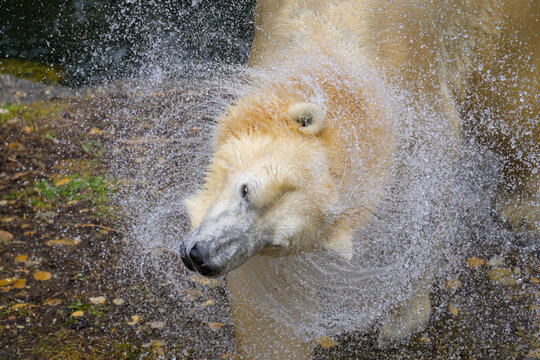 Portrait of a polar bear in the water