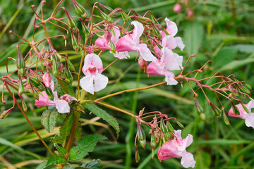 The pink flowers and green seed pods of a Himalayan balsam or Impatiens glandulifera plant in...