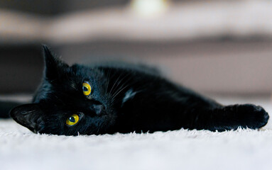 Czarny kot na dywanie. - obrazy, fototapety, plakaty