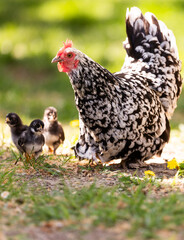 Naklejka na ściany i meble Clucking hen and chicks in the grass on a farm.