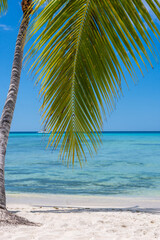 Paradise beach in the caribbean with wood house in the tropical world in dominican republic