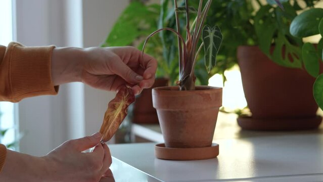 Unrecognisable woman examining withered leaf of Alocasia Bambino, checking pests, insects, plant diseases. Decorative green potted plant drying in winter of central heating, dry air, untimely watering