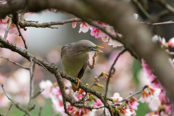 Chestnut-tailed Starling bird perched in cherry blossom tree and eating nectar