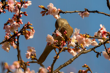 Chestnut-tailed Starling bird perched in cherry blossom tree and eating nectar