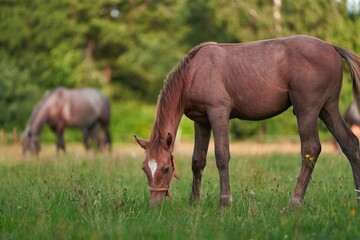 Naklejka na ściany i meble Horse eats grass on a farm at summertime sunset time.