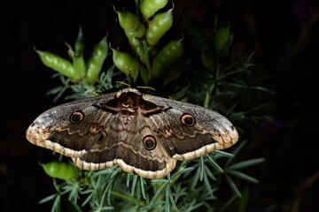 Saturnia pyri, the giant peacock moth, great peacock moth, giant emperor moth or Viennese emperor