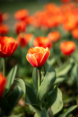 Tulips Flowers are vibrant, cup-shaped flowers native to Eurasia, known for their rich colors and symbolic meanings like perfect love and elegance.
