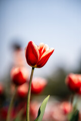 Obraz premium Tulips Flowers are vibrant, cup-shaped flowers native to Eurasia, known for their rich colors and symbolic meanings like perfect love and elegance.