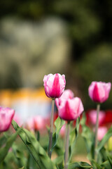 Tulips Flowers are vibrant, cup-shaped flowers native to Eurasia, known for their rich colors and symbolic meanings like perfect love and elegance.