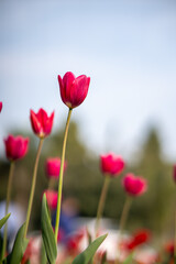 Tulips Flowers are vibrant, cup-shaped flowers native to Eurasia, known for their rich colors and symbolic meanings like perfect love and elegance.