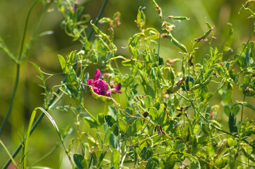 Closeup of tuberous pea flower with selective focus on foreground