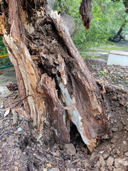 Close-up of a decaying tree stump with textured wood