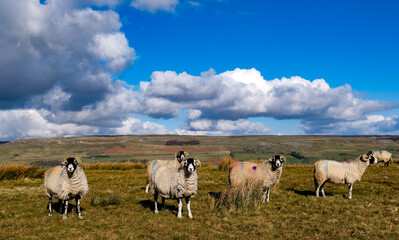 Obraz premium herd of sheep