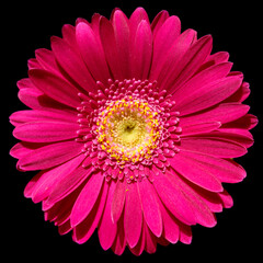 pink gerber daisy isolated